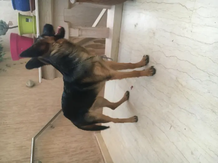 berger allemand male a vendre de race pure