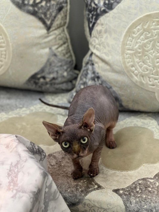 Chat Sphynx mâle / femelle vaccinés avec carnet