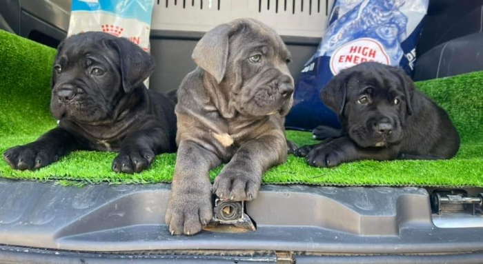 Disp chiot cane corso