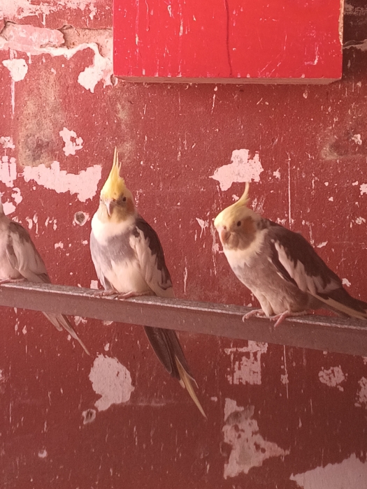 Couple calopsitte panaché