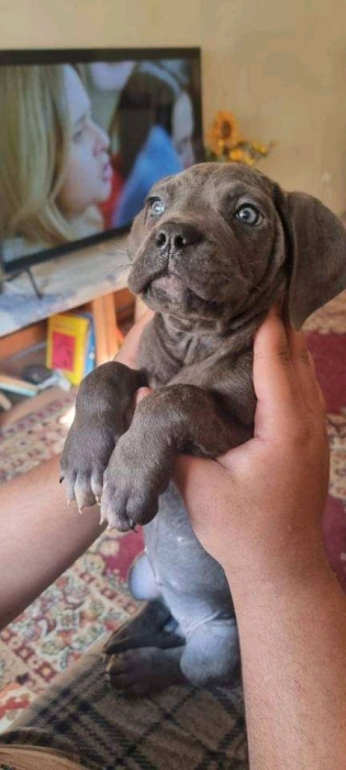 2 chiots male Cane Corso
