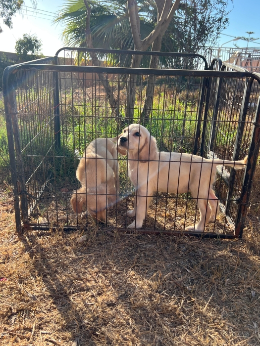 Golden retriever 🔥