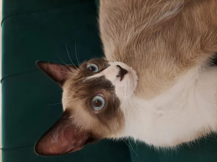 je mettrai mon chat en adoption