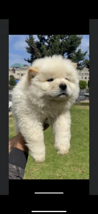 Chowchow pure race