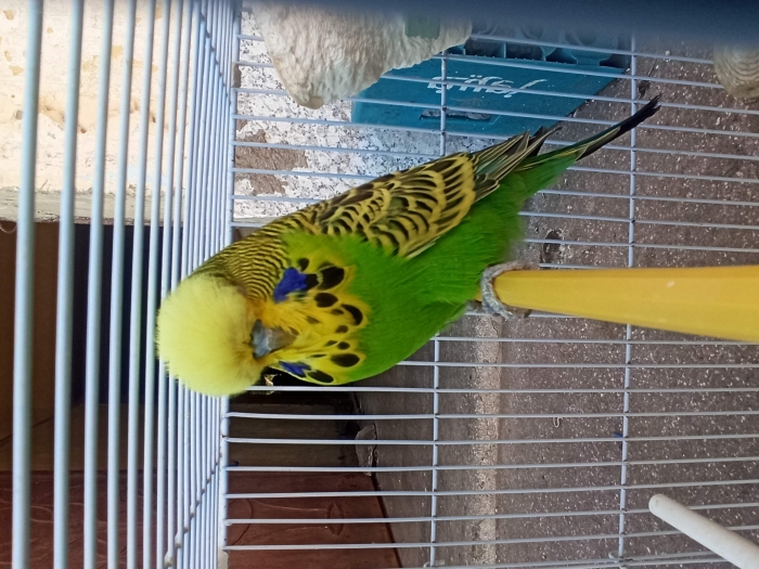 Couple Perruche English