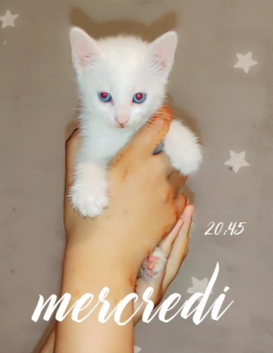 Chats Angora turc race pure