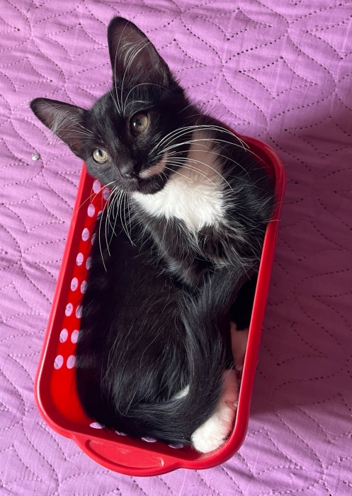 Chatons 3 mois habitués à la litière et très sociables