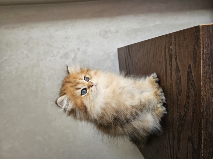 British longhair gold