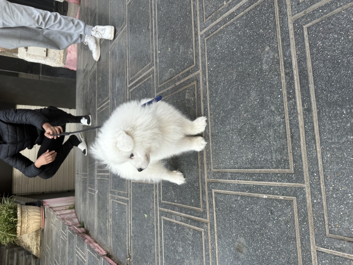 Samoyed