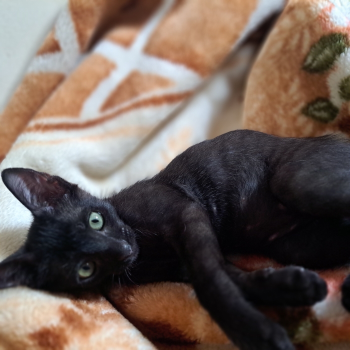 À adopter : Michou, chaton joueur ! 🐾- Chat noir
