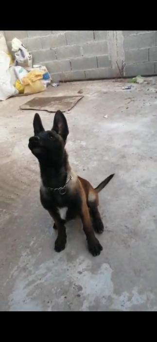 Malinois female ♀ 4mois