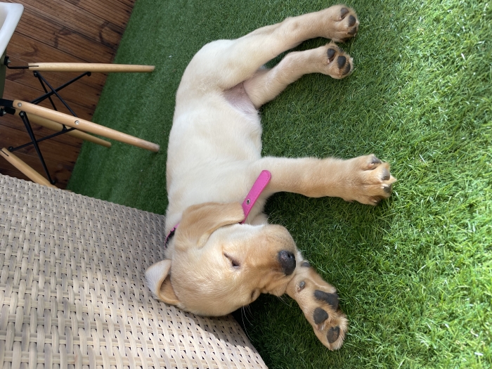 Vente labrador pure race 4 mois