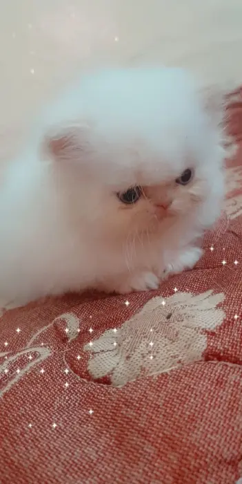 Vente Petit Male Persan hemalayan pointe orange