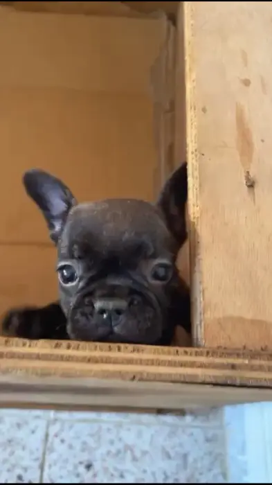 Bouledogue français