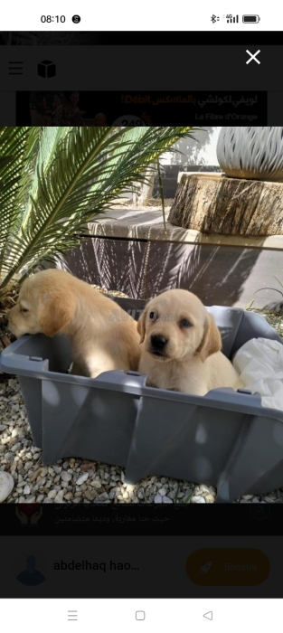 Chiots labrador