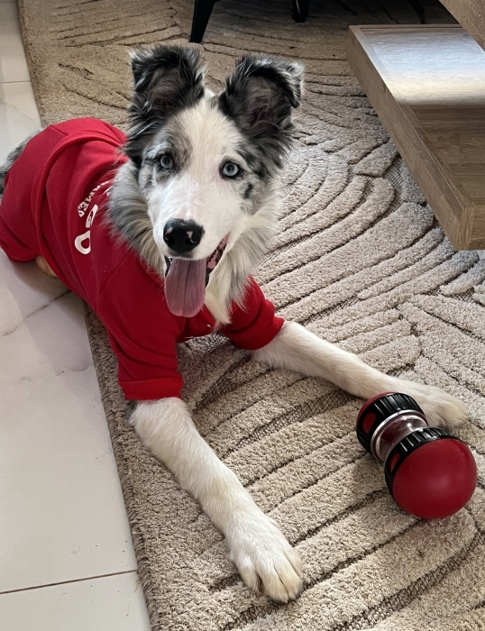 Border Collie Blue Merle Puppy