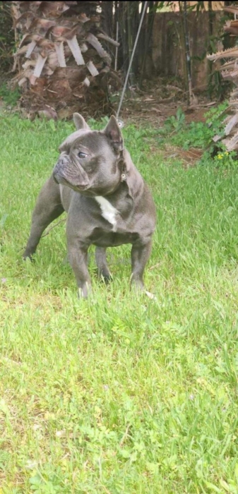 Male f bulldog pure race