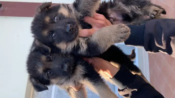 Berger allemand à ne pas raté