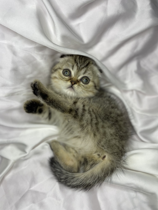 Scottish fold cat