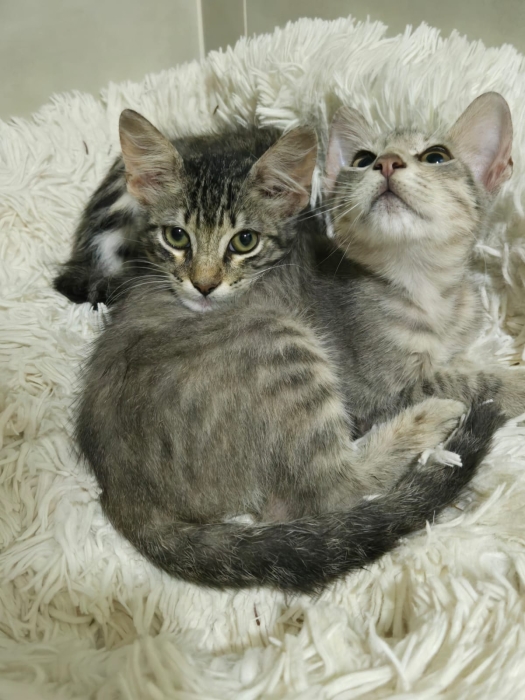 Chatons pour l adoption