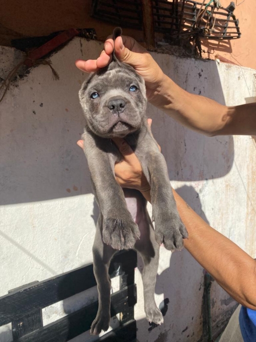 Cane Corso