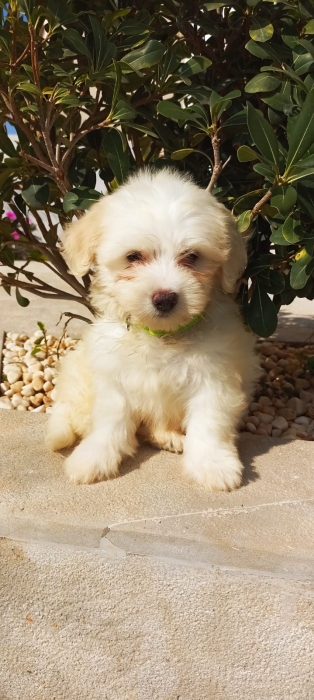 Bichon maltais blanc pure , mal disponible sur rabat. Vaccine et vermifuge