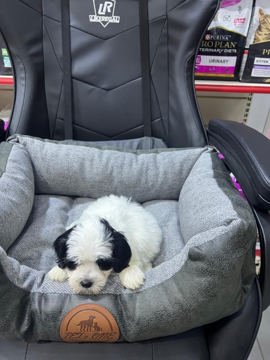 Chiot bichon mathes et havanais