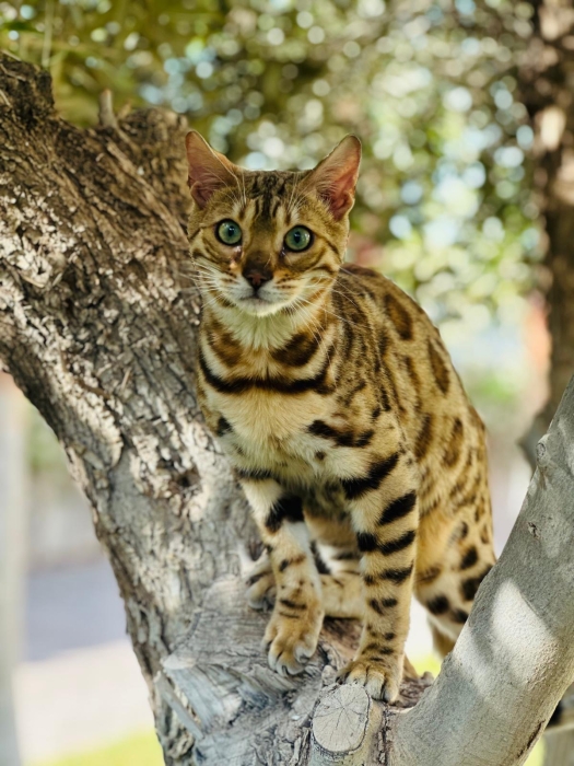 CHAT BENGAL + ARBRE + LITIÈRE AUTO