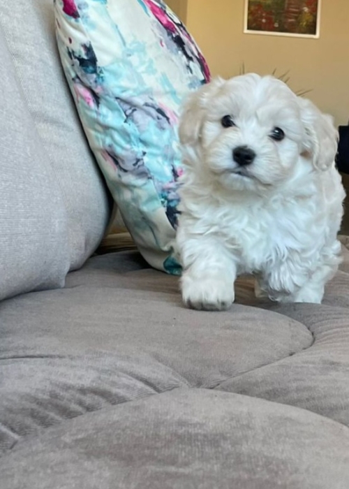 Bichon maltais pure race