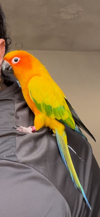 Sun conure