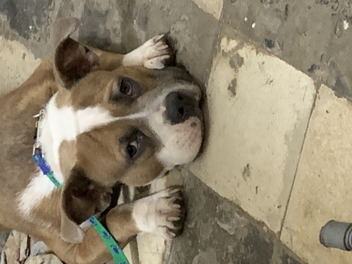 , bouledogue français