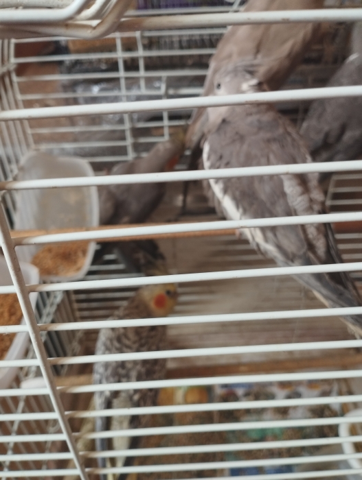 Oiseau calopsite perruche canari