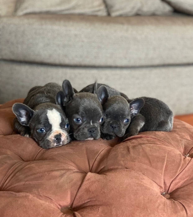 Bulldog Exotique 💥