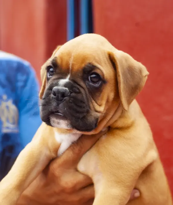 Manifique chiot male boxer