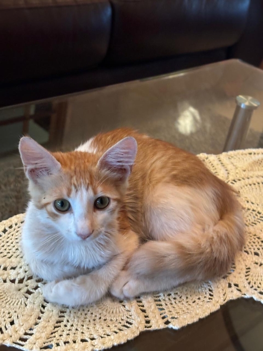 Deux chatons à adopter