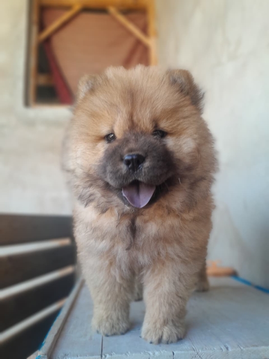 Magnifique femelle Chow-Chow pure race – 50 jours