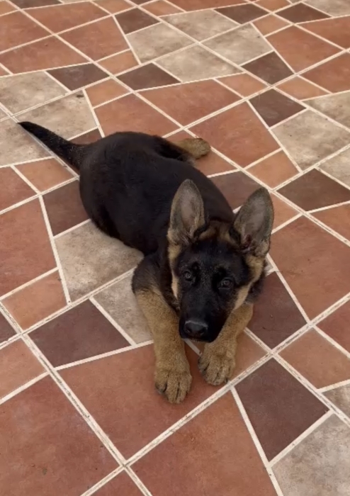 Chiot berger allemand pedigree