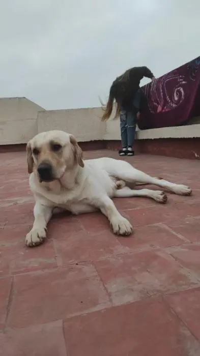 Accouplement Labrador