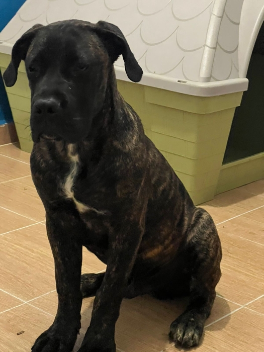 Male Cane corso