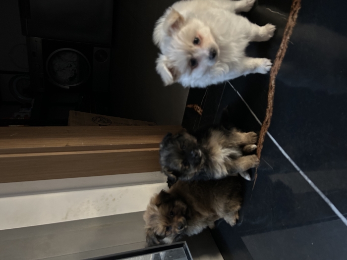 des petits chiots à vendre