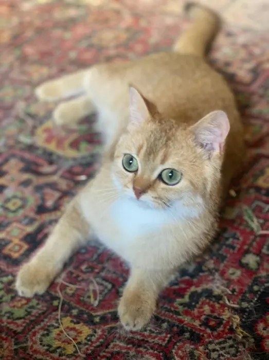 accouplement british shorthair