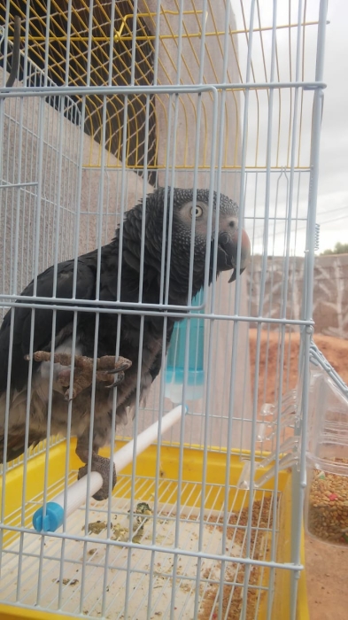 Perroquet gabonais à vendre