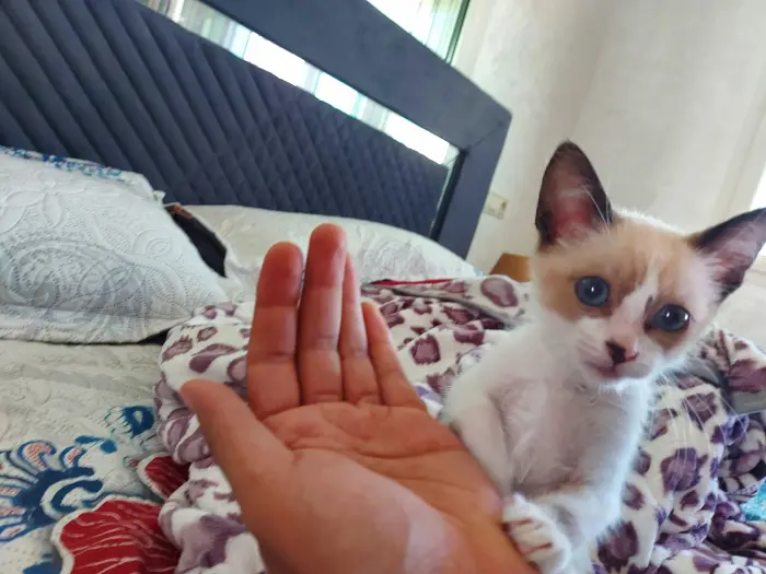 Siamois male vc équipements