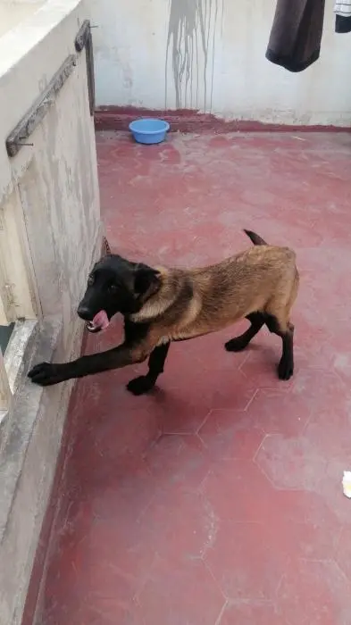 Malinois