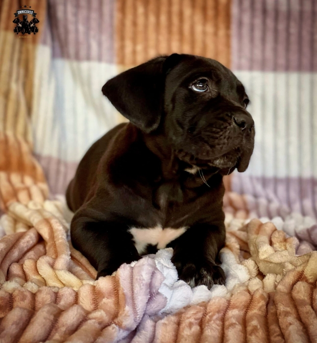 Chiot Cane corso top qualité