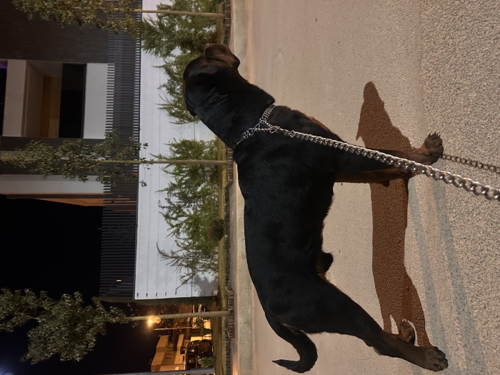 Rootweiler pure race