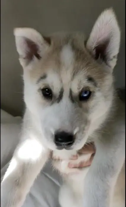 Chiots Huskys yeux verrons parents visibles sur place