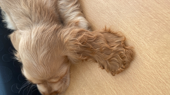 Cocker spaniel femelle 3 mois