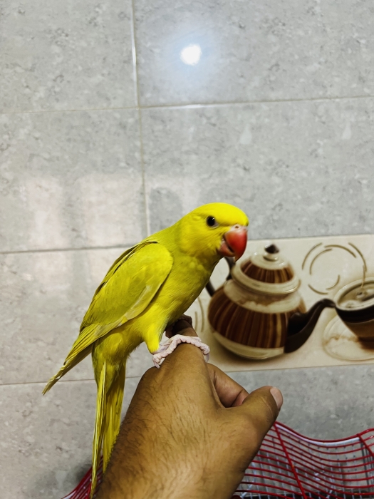 Perruche à collier eam