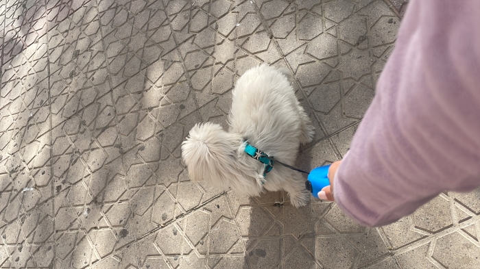 Bichon maltais vacciné